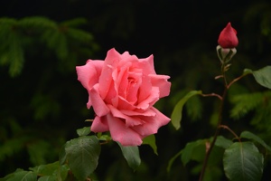 Růže v parku Přátelství