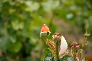 Růže v Botanické zahradě